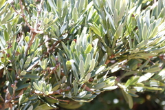 Podocarpus latifolius