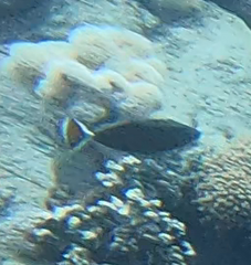 Sufflamen albicaudatum