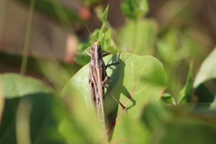 Schistocerca serialis cubense