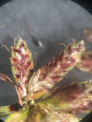 Cyperus sanguinolentus