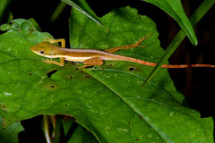 Anolis krugi