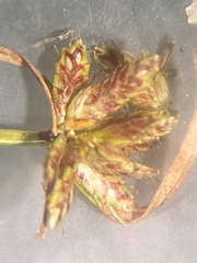Cyperus sanguinolentus