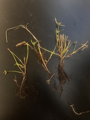 Cyperus sanguinolentus