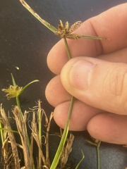 Cyperus sanguinolentus