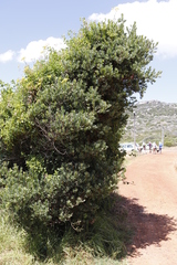 Podocarpus latifolius