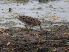 Gallinago paraguaiae