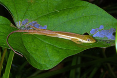 Anolis krugi