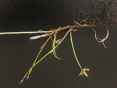 Cyperus sanguinolentus