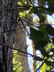 Dendrocopos major canariensis