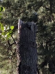 Dendrocopos major canariensis