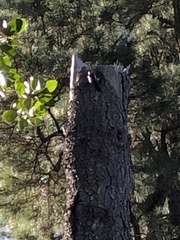 Dendrocopos major canariensis