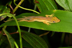 Anolis krugi