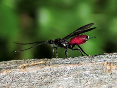 Braconinae