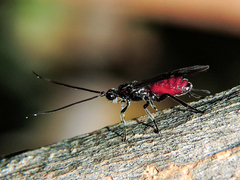 Braconinae