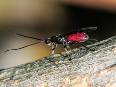 Braconinae