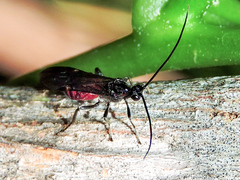 Braconinae
