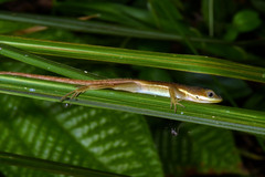 Anolis krugi