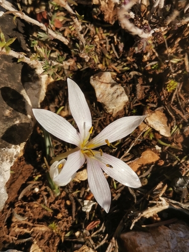 Colchicum hungaricum