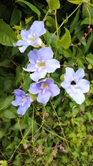 Thunbergia laurifolia