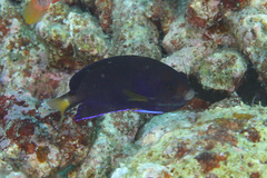Centropyge fisheri