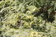 Eriophyes quadrifidus