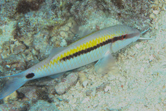 Parupeneus barberinus