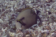Acanthurus nigricauda