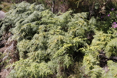 Eriophyes quadrifidus