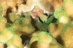 Pycnochromis retrofasciatus