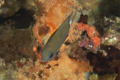 Pycnochromis delta