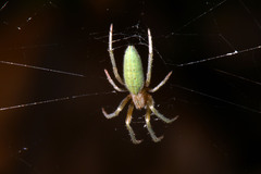 Larinia