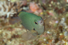 Pomacentrus flavioculus