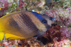 Chaetodon kleinii