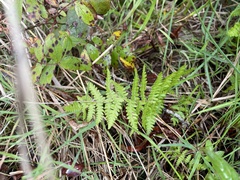 Thelypteris palustris