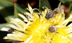 Carpobrotus edulis edulis
