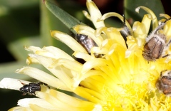 Carpobrotus edulis edulis