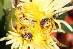 Carpobrotus edulis edulis