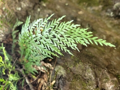 Asplenium appendiculatum