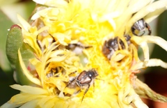 Carpobrotus edulis edulis