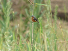Sporophila hypoxantha