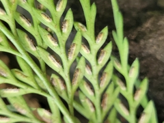 Asplenium appendiculatum