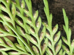 Asplenium appendiculatum