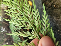 Asplenium appendiculatum