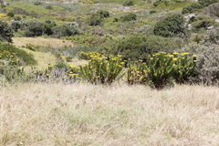Avena fatua