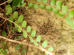 Pellaea rotundifolia