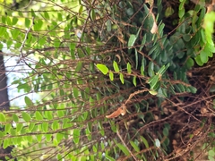 Pellaea rotundifolia