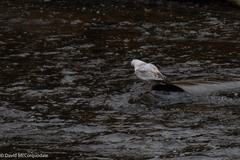 Larus delawarensis