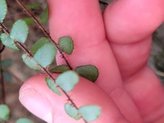 Pellaea rotundifolia