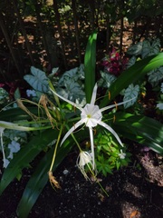 Hymenocallis