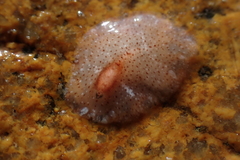Polycladida